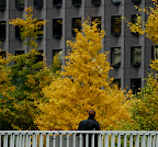I wasn't the only one pausing to look at the ginko leaves