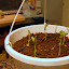 lindsaybanks's Hanging Veggies garden
