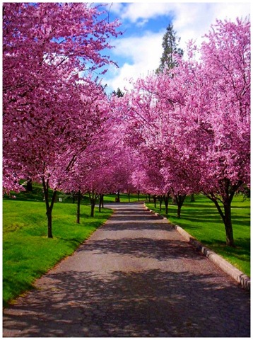 [Path_of_Spring_by_SLJones_photo[5].jpg]