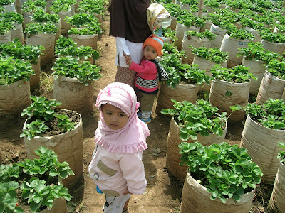 At Strawberry Garden