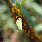 Oleander aphid