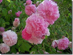 DSCN0660