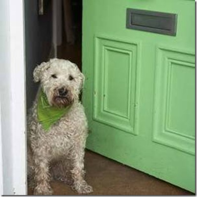 glimpses of style green front door
