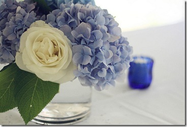 flickr hokiechick01 hydrangea