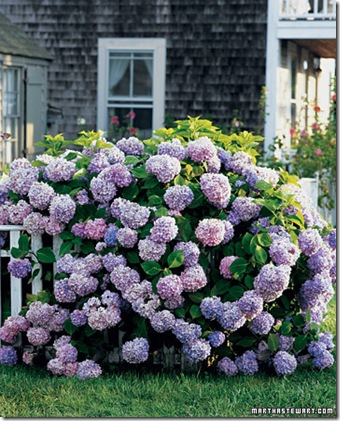 martha hydrangeas
