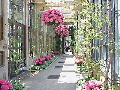 [google pink hydrangeas in conservatory[4].jpg]
