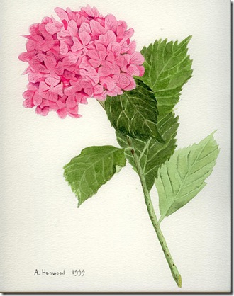 flickr andrew henwood pink hydrangea