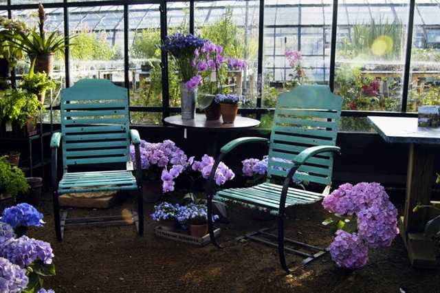 [petersham nurseries hydrandgea[3].jpg]