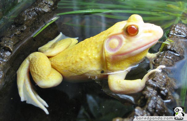 When God Runs out of Paint: 26 Albino Animals