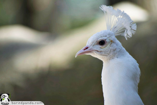 When God Runs out of Paint: 26 Albino Animals