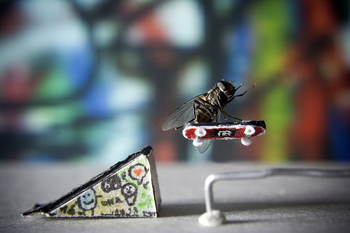 The Adventures of Mr. Fly