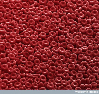  خلايا الدم الحمراء مكبرة