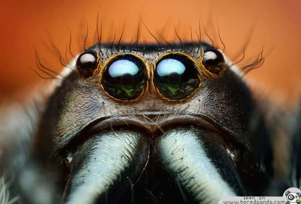 The Most Beautiful Spider in the World (20 pics)