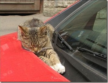 cat01