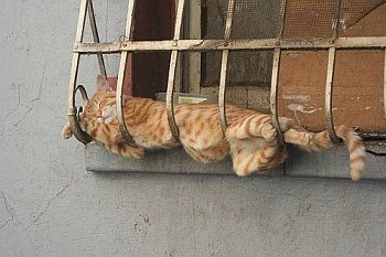 [cat06[3].jpg]