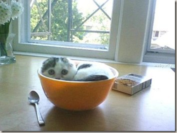 cat04