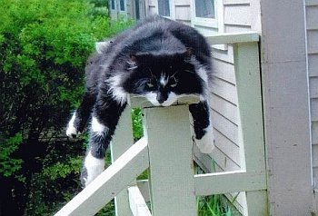 [cat05[3].jpg]