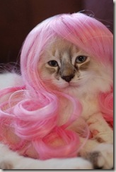 kitty wigs 01