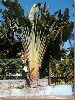P1010124
