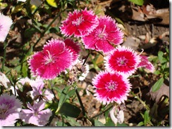 DSC00088