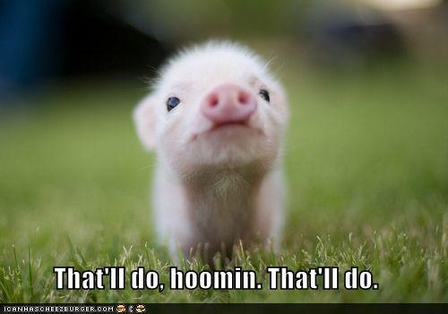 [Babe the mini pig[3].jpg]