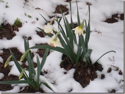 Daffys in snow
