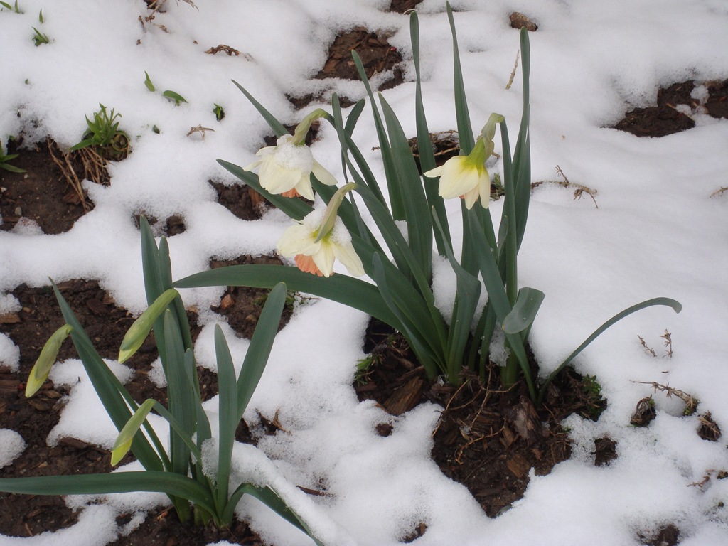 [Daffys in snow[4].jpg]