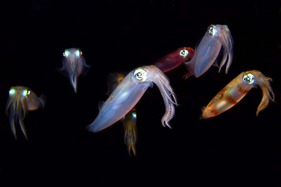 squids.jpg