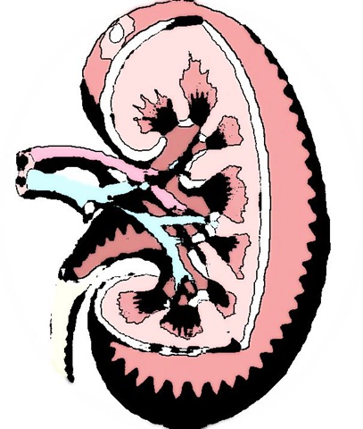 [KidneyArt[15].jpg]