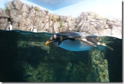 Aquarium April 2011 023