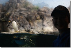 Aquarium April 2011 027