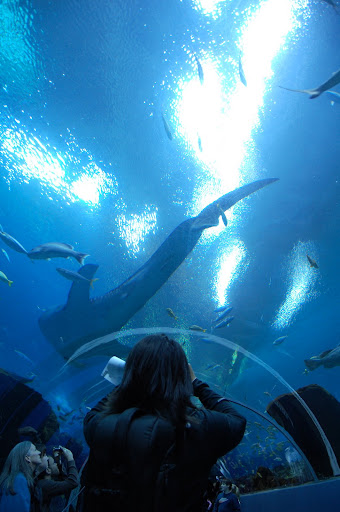 Gloria was amazed by the size of the whale shark.