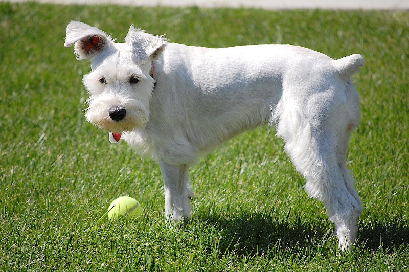 This is a recent love - tennis balls.