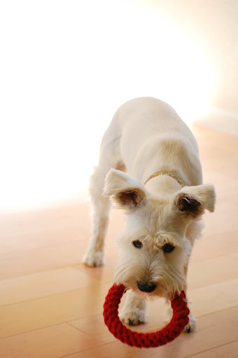 Play tug-o-war with me, please!
