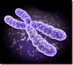 Chromosome1