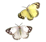 058 mariposas