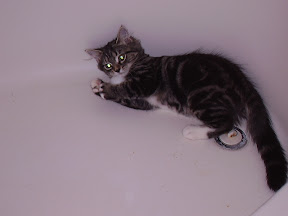 Missy Playing In Tub