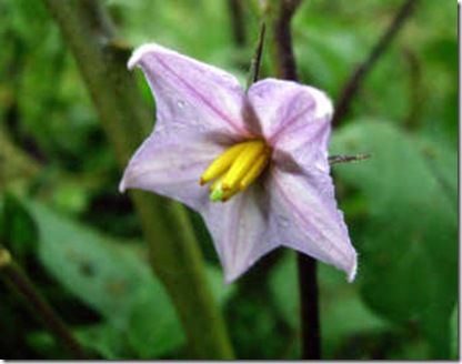 berinjela2