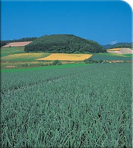 [cebola-campo1[5].jpg]
