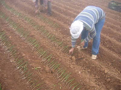 [plantio batatas ceb 02[4].jpg]