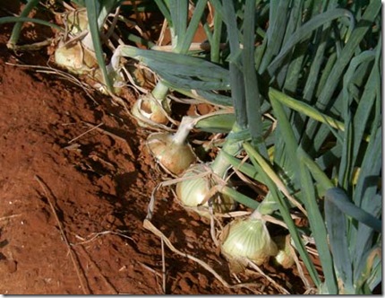 cebola7