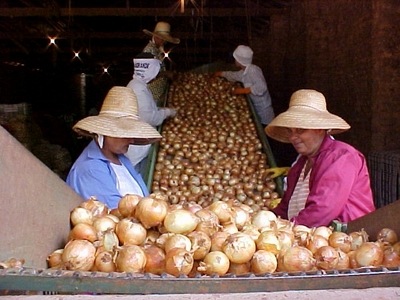 [cebola-secs[4].jpg]