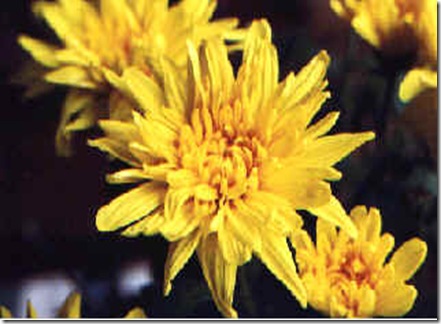 crisdeCORATIVA