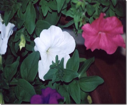 petunia