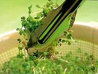 [broto1_200x150[4].jpg]