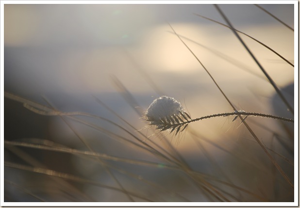 wheat grass 1
