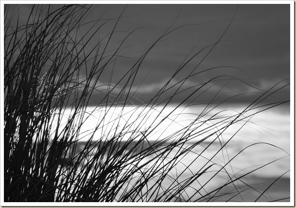 Abstract Reed Grass 1 copy