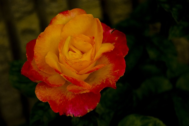 [Rose 3[4].jpg]