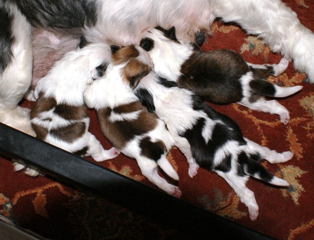[puppies17510 001[2].jpg]