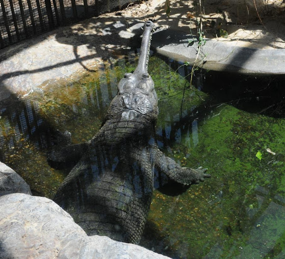 Spotting Image 1